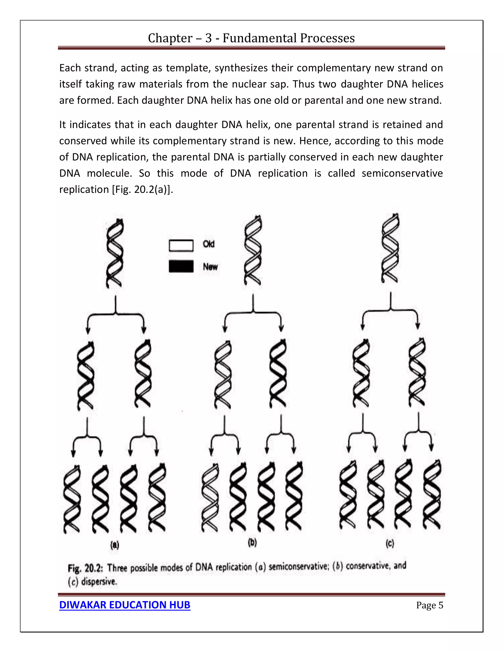 Chapter – 3 - Fundamental Processes
DIWAKAR EDUCATION HUB Page 5
Each strand, acting as template, synthesizes their complementary new strand on
itself taking raw materials from the nuclear sap. Thus two daughter DNA helices
are formed. Each daughter DNA helix has one old or parental and one new strand.
It indicates that in each daughter DNA helix, one parental strand is retained and
conserved while its complementary strand is new. Hence, according to this mode
of DNA replication, the parental DNA is partially conserved in each new daughter
DNA molecule. So this mode of DNA replication is called semiconservative
replication [Fig. 20.2(a)].
 