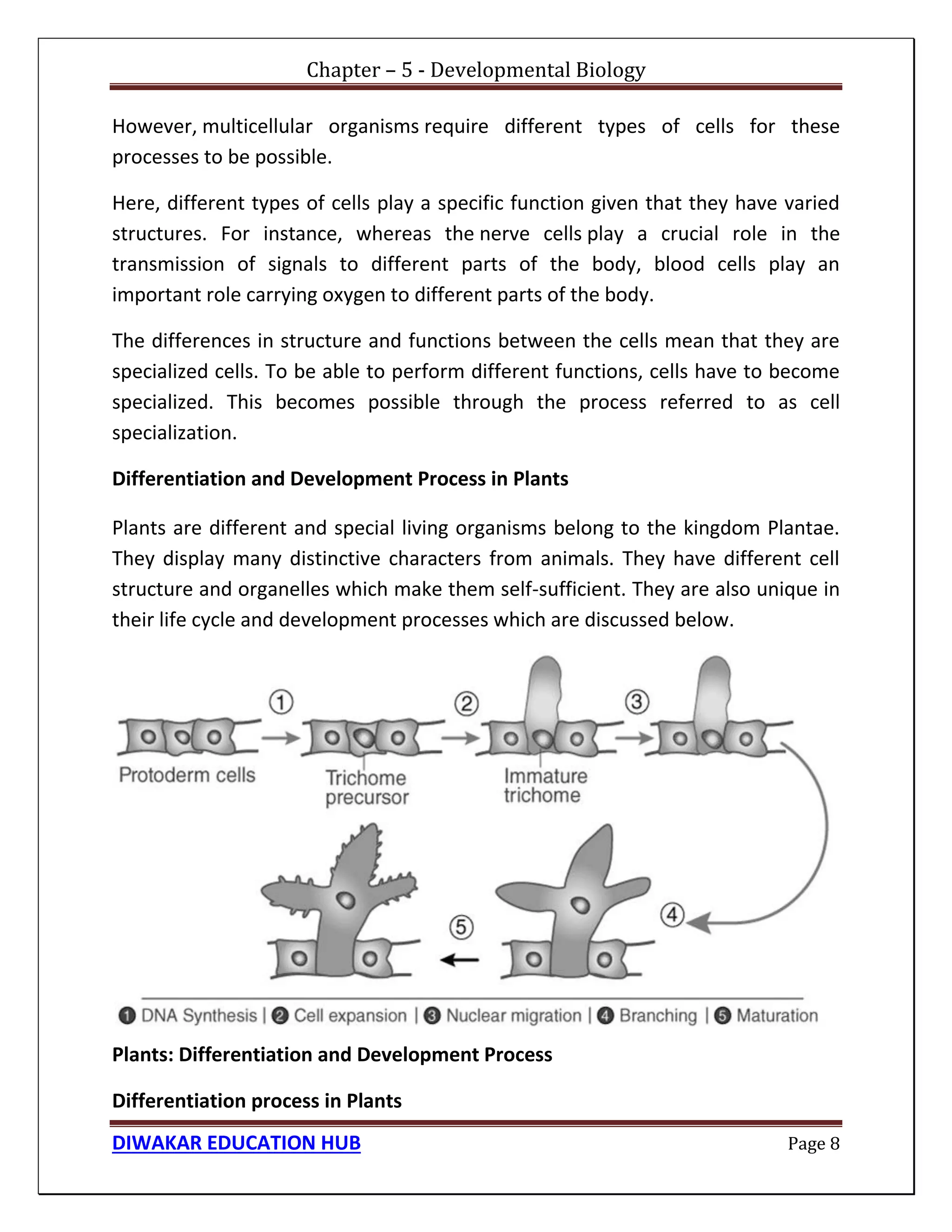 Chapter – 5 - Developmental Biology
DIWAKAR EDUCATION HUB Page 8
However, multicellular organisms require different types of cells for these
processes to be possible.
Here, different types of cells play a specific function given that they have varied
structures. For instance, whereas the nerve cells play a crucial role in the
transmission of signals to different parts of the body, blood cells play an
important role carrying oxygen to different parts of the body.
The differences in structure and functions between the cells mean that they are
specialized cells. To be able to perform different functions, cells have to become
specialized. This becomes possible through the process referred to as cell
specialization.
Differentiation and Development Process in Plants
Plants are different and special living organisms belong to the kingdom Plantae.
They display many distinctive characters from animals. They have different cell
structure and organelles which make them self-sufficient. They are also unique in
their life cycle and development processes which are discussed below.
Plants: Differentiation and Development Process
Differentiation process in Plants
 