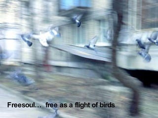 Freesoul…  free as a flight of birds 