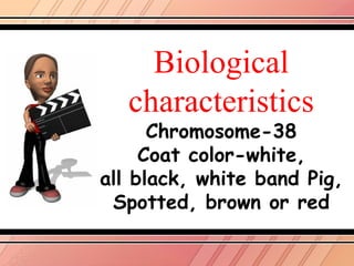 Biological
   characteristics
      Chromosome-38
     Coat color-white,
all black, white band Pig,
 Spotted, brown or red
 