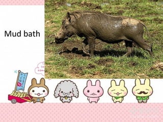Mud bath
 