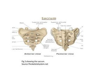 The Anatomy and Osteology of the Pelvic Girdle | PPTX