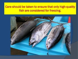 Care should be taken to ensure that only high-quality
          fish are considered for freezing.
 