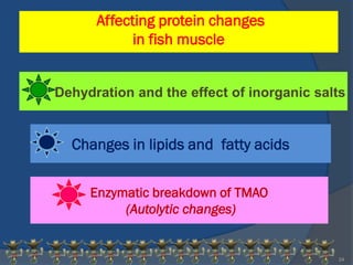 Affecting protein changes
            in fish muscle


Dehydration and the effect of inorganic salts


  Changes in lipids and fatty acids


     Enzymatic breakdown of TMAO
          (Autolytic changes)


                                           24
 