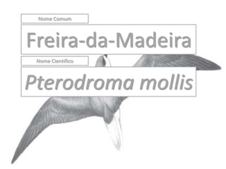 Nome Comum



Freira-da-Madeira
 Nome Cientifico



Pterodroma mollis
 