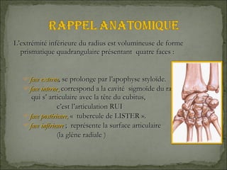 L’extrémité inférieure du radius est volumineuse de forme prismatique quadrangulaire présentant  quatre faces : face externe , se prolonge par l’apophyse styloïde. face interne ,  correspond a la cavité  sigmoïde du radius  qui s’ articulaire avec la tête du cubitus,  c’est l’articulation RUI face postérieure,   «  tubercule de LISTER ». face inférieure   ;  représente la surface articulaire  (la glène radiale ) 