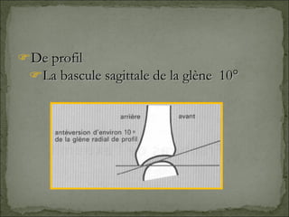 De profil La bascule sagittale de la glène  10° 