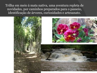 Trilha em meio à mata nativa, uma aventura repleta de novidades, por caminhos preparados para o passeio, identificação de árvores, curiosidades e artesanato. 