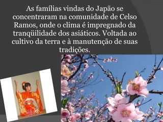 As famílias vindas do Japão se concentraram na comunidade de Celso Ramos, onde o clima é impregnado da tranqüilidade dos asiáticos. Voltada ao cultivo da terra e à manutenção de suas tradições. 