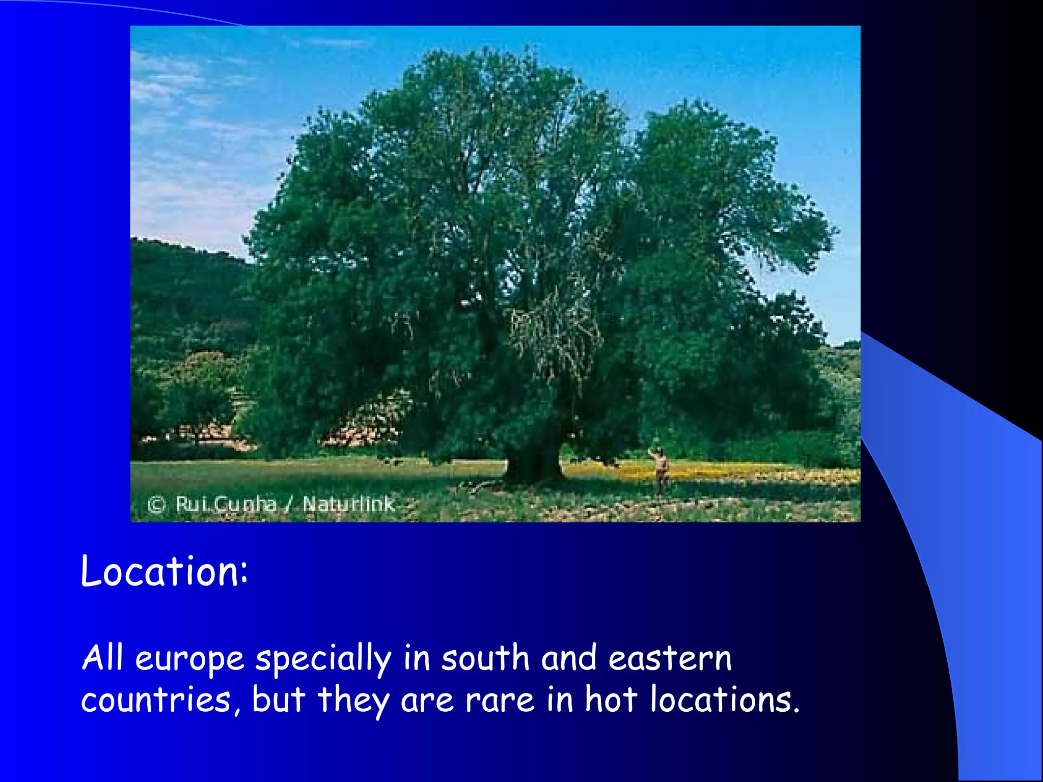 Location:   All europe specially in south and eastern countries, but they are rare in hot locations. 