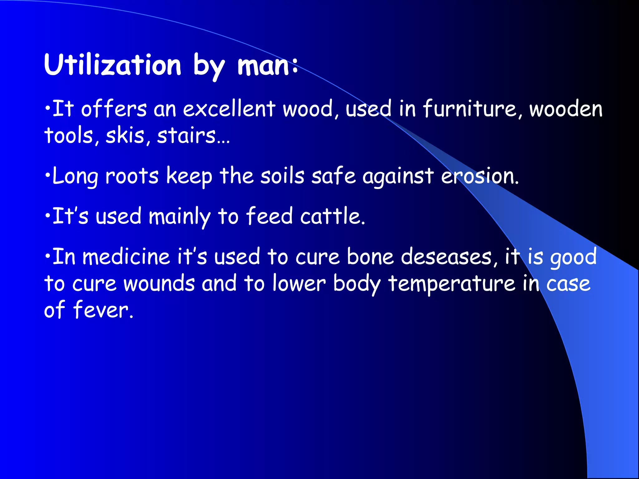 Utilization by man: It offers an excellent wood, used in furniture, wooden  tools, skis, stairs… Long roots keep the soils safe against erosion. It’s used mainly to feed cattle. In medicine it’s used to cure bone deseases, it is good to cure wounds and to lower body temperature in case of fever. 