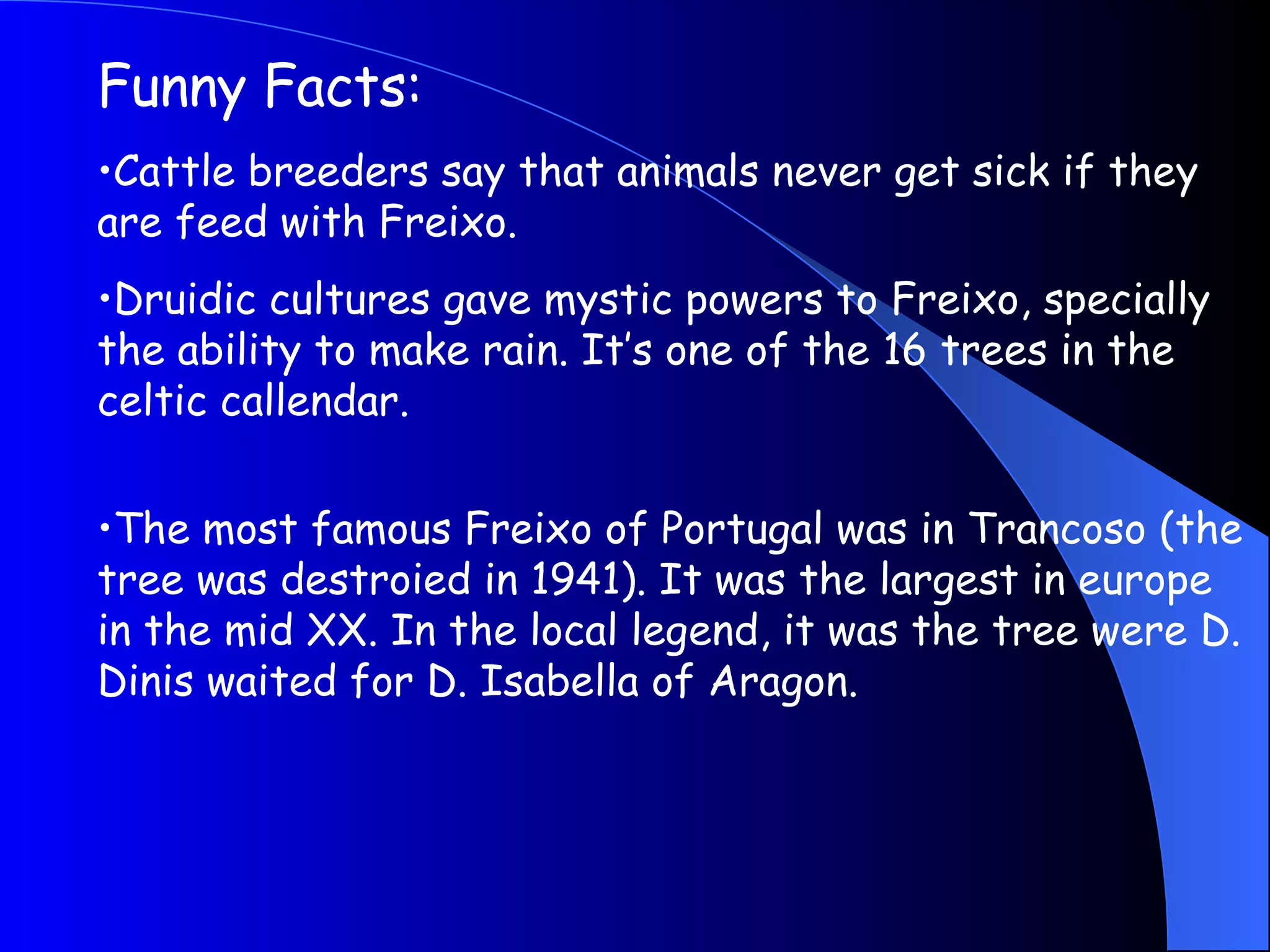 Funny Facts: Cattle breeders say that animals never get sick if they are feed with Freixo.  Druidic cultures gave mystic powers to Freixo, specially the ability to make rain. It’s one of the 16 trees in the celtic callendar. The most famous Freixo of Portugal was in Trancoso (the tree was destroied in 1941). It was the largest in europe in the mid XX. In the local legend, it was the tree were D. Dinis waited for D. Isabella of Aragon. 