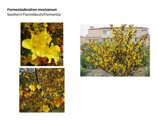 Fremontodendron mexicanum
Southern Flannelbush/Fremontia

 