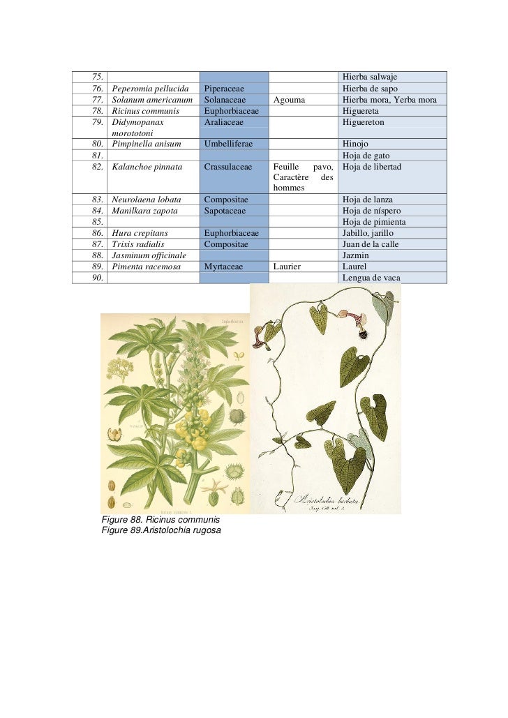 French spanish creole plant names trinidad