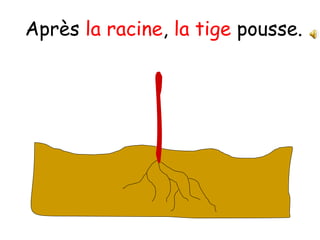 Après la racine, la tige pousse.

 