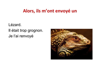 Alors, ils m’ont envoyé un
Lézard.
Il était trop grognon.
Je l’ai renvoyé

 