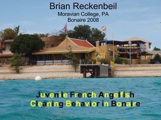 Brian Reckenbeil Moravian College, PA Bonaire 2008 J u v e n i l e  F r e n c h  A n g e l f i s h  C l e a n i n g  B e h a v i o r i n  B o n a i r e 