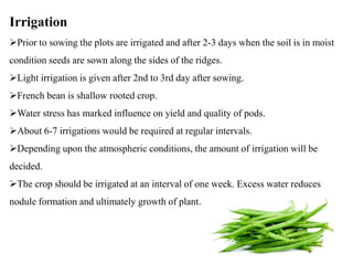 10
Irrigation
Prior to sowing the plots are irrigated and after 2-3 days when the soil is in moist
condition seeds are sown along the sides of the ridges.
Light irrigation is given after 2nd to 3rd day after sowing.
French bean is shallow rooted crop.
Water stress has marked influence on yield and quality of pods.
About 6-7 irrigations would be required at regular intervals.
Depending upon the atmospheric conditions, the amount of irrigation will be
decided.
The crop should be irrigated at an interval of one week. Excess water reduces
nodule formation and ultimately growth of plant.
 