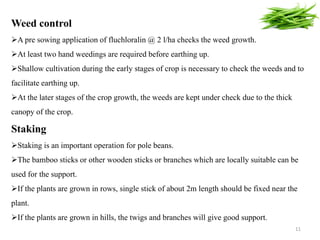 Weed control
A pre sowing application of fluchloralin @ 2 l/ha checks the weed growth.
At least two hand weedings are required before earthing up.
Shallow cultivation during the early stages of crop is necessary to check the weeds and to
facilitate earthing up.
At the later stages of the crop growth, the weeds are kept under check due to the thick
canopy of the crop.
Staking
Staking is an important operation for pole beans.
The bamboo sticks or other wooden sticks or branches which are locally suitable can be
used for the support.
If the plants are grown in rows, single stick of about 2m length should be fixed near the
plant.
If the plants are grown in hills, the twigs and branches will give good support.
11
 