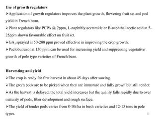 Use of growth regulators
Application of growth regulators improves the plant growth, flowering fruit set and pod
yield in French bean.
Plant regulators like PCPA @ 2ppm, L-naphthly acetamide or B-naphthal acetic acid at 5-
25ppm shown favourable effect on fruit set.
GA3 sprayed at 50-200 ppm proved effective in improving the crop growth.
Paclobutrazol at 150 ppm can be used for increasing yield and suppressing vegetative
growth of pole type varieties of French bean.
Harvesting and yield
The crop is ready for first harvest in about 45 days after sowing.
The green pods are to be picked when they are immature and fully grown but still tender.
As the harvest is delayed, the total yield increases but the quality falls rapidly due to over
maturity of pods, fiber development and rough surface.
The yield of tender pods varies from 8-10t/ha in bush varieties and 12-15 tons in pole
types. 12
 