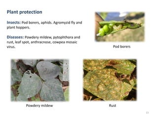 Plant protection
Insects: Pod borers, aphids. Agromyzid fly and
plant hoppers.
Diseases: Powdery mildew, pytophthora and
rust, leaf spot, anthracnose, cowpea mosaic
virus.
13
Pod borers
Powdery mildew Rust
 