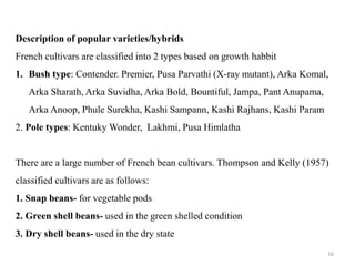 Description of popular varieties/hybrids
French cultivars are classified into 2 types based on growth habbit
1. Bush type: Contender. Premier, Pusa Parvathi (X-ray mutant), Arka Komal,
Arka Sharath, Arka Suvidha, Arka Bold, Bountiful, Jampa, Pant Anupama,
Arka Anoop, Phule Surekha, Kashi Sampann, Kashi Rajhans, Kashi Param
2. Pole types: Kentuky Wonder, Lakhmi, Pusa Himlatha
There are a large number of French bean cultivars. Thompson and Kelly (1957)
classified cultivars are as follows:
1. Snap beans- for vegetable pods
2. Green shell beans- used in the green shelled condition
3. Dry shell beans- used in the dry state
16
 