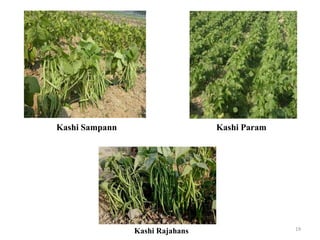 19
Kashi Sampann Kashi Param
Kashi Rajahans
 