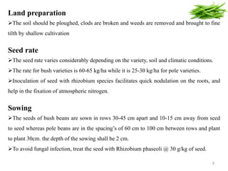 Land preparation
The soil should be ploughed, clods are broken and weeds are removed and brought to fine
tilth by shallow cultivation
Seed rate
The seed rate varies considerably depending on the variety, soil and climatic conditions.
The rate for bush varieties is 60-65 kg/ha while it is 25-30 kg/ha for pole varieties.
Inoculation of seed with rhizobium species facilitates quick nodulation on the roots, and
help in the fixation of atmospheric nitrogen.
Sowing
The seeds of bush beans are sown in rows 30-45 cm apart and 10-15 cm away from seed
to seed whereas pole beans are in the spacing’s of 60 cm to 100 cm between rows and plant
to plant 30cm. the depth of the sowing shall be 2 cm.
To avoid fungal infection, treat the seed with Rhizobium phaseoli @ 30 g/kg of seed.
8
 