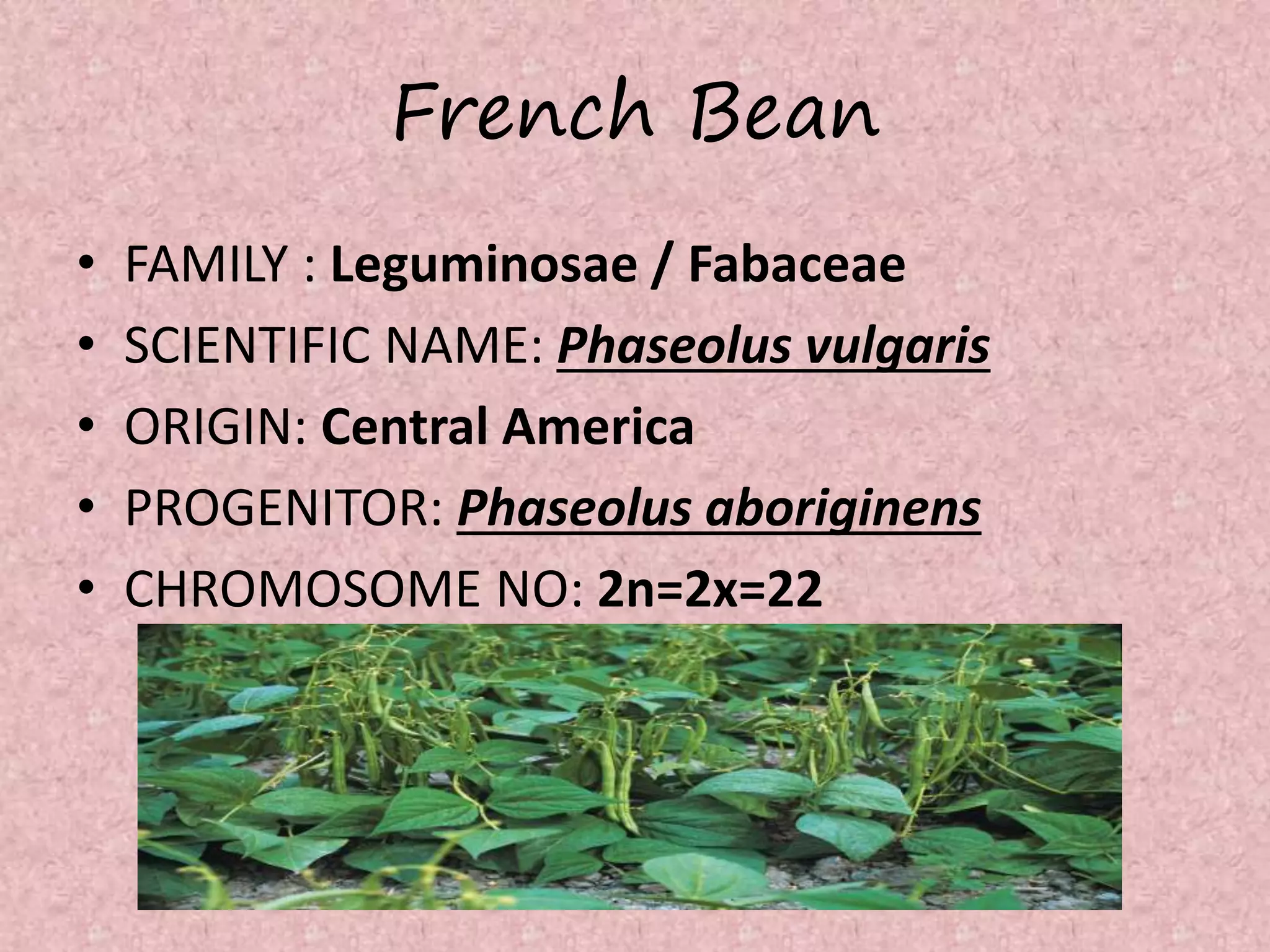 Bean External Production technology of French bean | PPTX