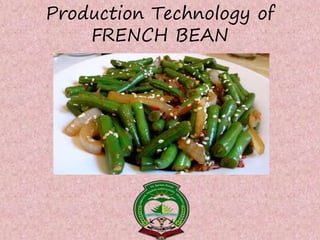 Production Technology of
FRENCH BEAN
 