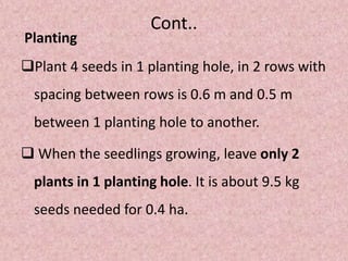 Cont..
Planting
Plant 4 seeds in 1 planting hole, in 2 rows with
spacing between rows is 0.6 m and 0.5 m
between 1 planting hole to another.
 When the seedlings growing, leave only 2
plants in 1 planting hole. It is about 9.5 kg
seeds needed for 0.4 ha.
 