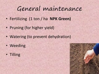 General maintenance
• Fertilizing (1 ton / ha NPK Green)
• Pruning (for higher yield)
• Watering (to prevent dehydration)
• Weeding
• Tilling
 