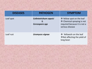 DISEASES PATHOGEN SYMPTOM
Leaf spot Colletotrichum capsici
&
Cercospora spp
 Yellow spot on the leaf
 Chemical spraying is not
required because it is not a
serious disease
Leaf rust Uromyces vignae  Yellowish on the leaf
Not affecting the yield of
long bean
 