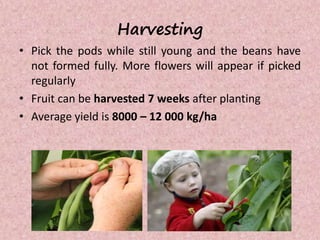 Harvesting
• Pick the pods while still young and the beans have
not formed fully. More flowers will appear if picked
regularly
• Fruit can be harvested 7 weeks after planting
• Average yield is 8000 – 12 000 kg/ha
 