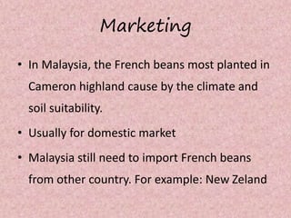 Marketing
• In Malaysia, the French beans most planted in
Cameron highland cause by the climate and
soil suitability.
• Usually for domestic market
• Malaysia still need to import French beans
from other country. For example: New Zeland
 