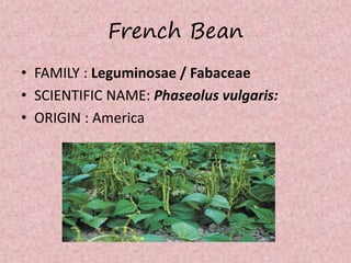 French Bean
• FAMILY : Leguminosae / Fabaceae
• SCIENTIFIC NAME: Phaseolus vulgaris:
• ORIGIN : America
 