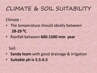 CLIMATE & SOIL SUITABILITY
Climate :
• The temperature should ideally between
28-29 0C
• Rainfall between 600-1500 mm year
Soil:
• Sandy loam with good drainage & irrigation
• Suitable ph is 5.5-6.5
 