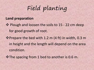 Field planting
Land preparation
 Plough and loosen the soils to 15 - 22 cm deep
for good growth of root.
Prepare the bed with 1.2 m (4 ft) in width, 0.3 m
in height and the length will depend on the area
condition.
The spacing from 1 bed to another is 0.6 m.
 