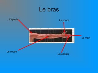 Le bras
L’épaule

Le pouce

La main

Le coude

Les doigts

 