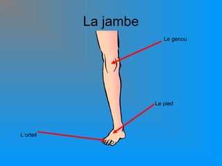 La jambe
Le genou

Le pied

L’orteil

 