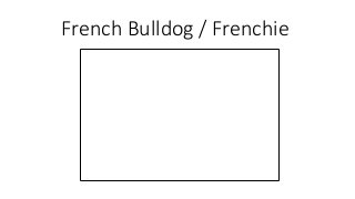 French Bulldog / Frenchie
 
