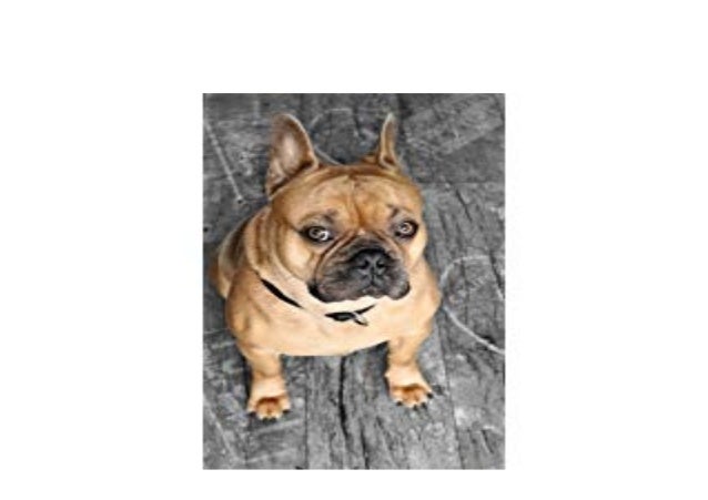 french bulldog and rottweiler