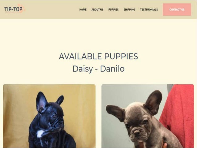 French Bulldogs For Sale In Ky