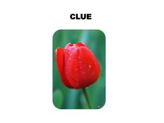 CLUE
 