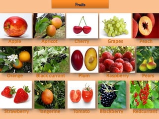 Fruits
 