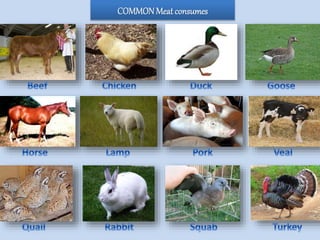 COMMONMeat consumes
 