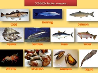 COMMONSea food consumes
 