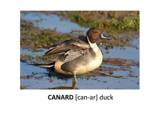 CANARD [can-ar] duck
 