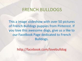 FRENCH BULLDOGS
This a image slideshow with over 50 pictures
of French Bulldogs puppies from Pinterest. If
you love this awesome dogs, give us a like to
our FaceBook Page dedicated to French
Bulldogs.
http://facebook.com/lovebulldog
 