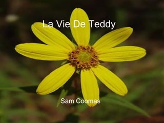 La Vie De Teddy Sam Coomas 